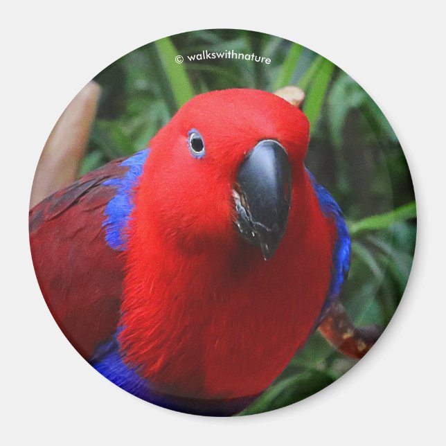 Vacker "Dam in Red" Eclectus Parrot Magnet (Framsidan)