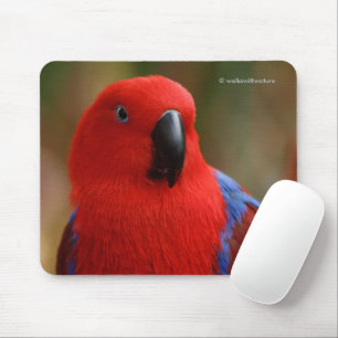 Vacker "Dam in Red" Eclectus Parrot Musmatta