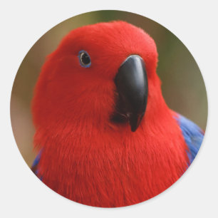 Vacker "Dam in Red" Eclectus Parrot Runt Klistermärke