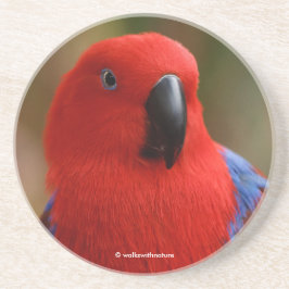 Vacker "Dam in Red" Eclectus Parrot Underlägg