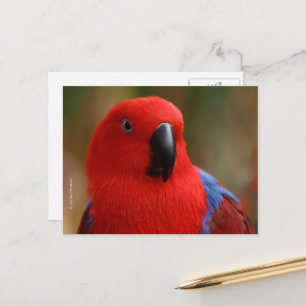 Vacker "Dam in Red" Eclectus Parrot Vykort