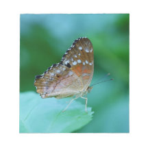 Vacker Danaus Plexippus-fjäril på blad.