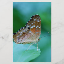 Vacker Danaus Plexippus fjäril på blad.