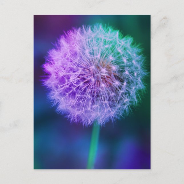 Vacker Dandelion Photo on Blue Background | Vykort (Framsida)