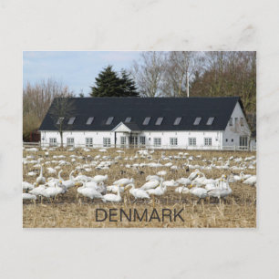 Vacker Danmark Svanar vykort! Vykort