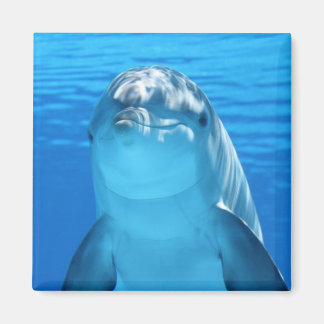 Vacker delfin magnet