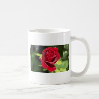 Vacker djupröd ros kaffemugg