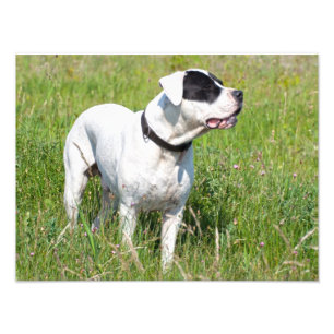 Vacker Dogo Argentino Fototryck