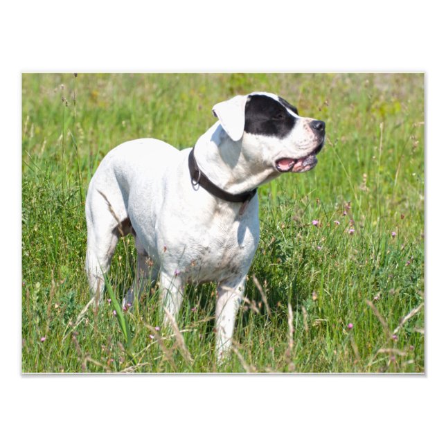 Vacker Dogo Argentino Fototryck (Framsidan)