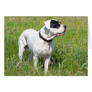 Vacker Dogo Argentino Hälsningskort