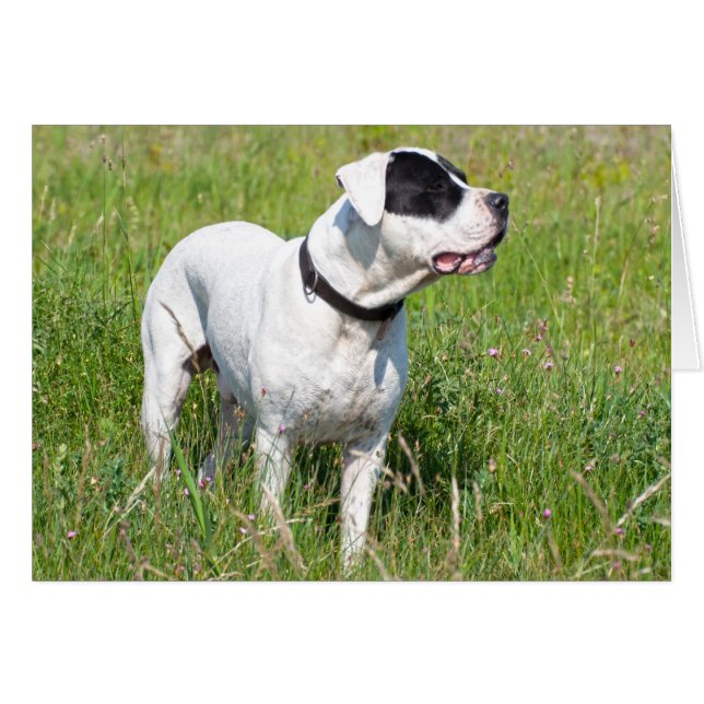 Vacker Dogo Argentino Hälsningskort (Framsidan Horizontal)