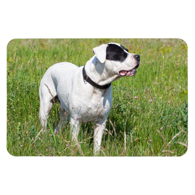 Vacker Dogo Argentino Magnet (Horisontell)