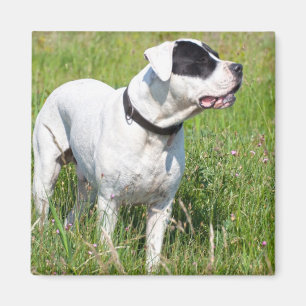 Vacker Dogo Argentino Magnet