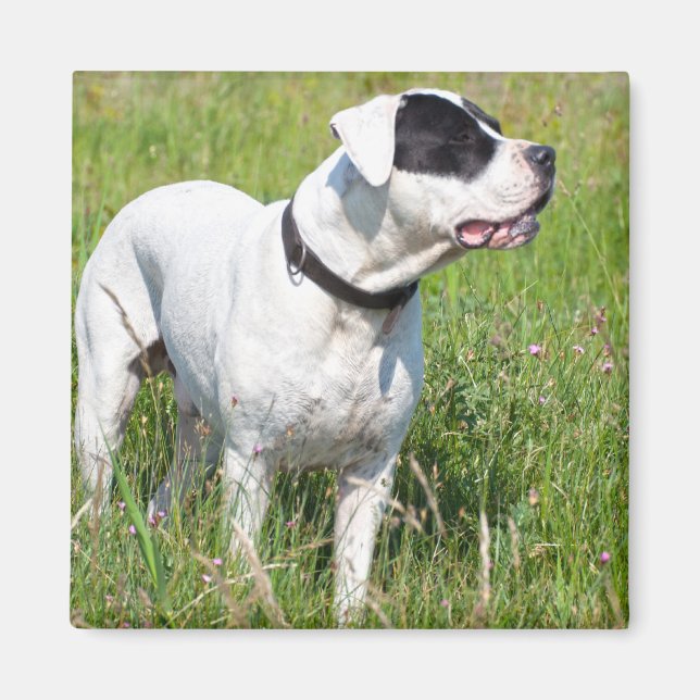 Vacker Dogo Argentino Magnet (Framsidan)