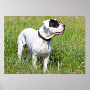 Vacker Dogo Argentino Poster