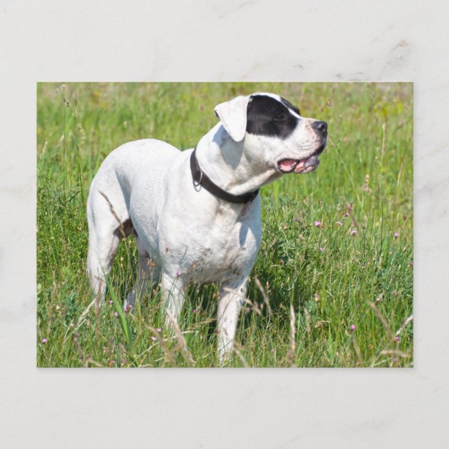 Vacker Dogo Argentino Vykort (Framsida)