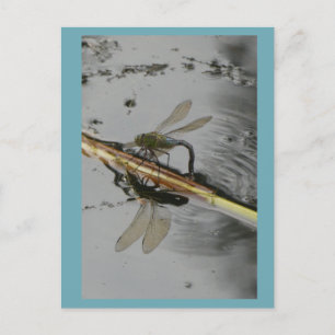 Vacker Dragonfly på Vatten DIY-vykort Vykort