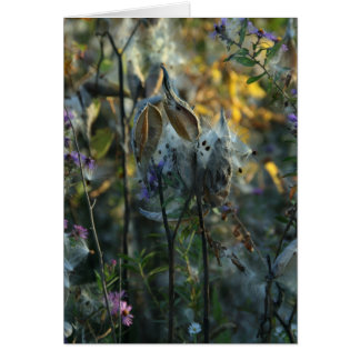 Vacker Dreamer OBS Kort