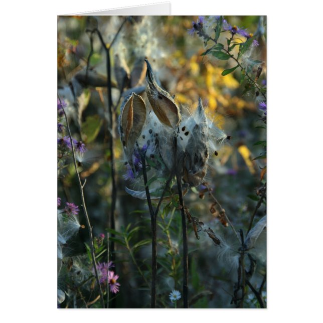 Vacker Dreamer OBS Kort (Framsidan)