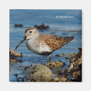 Vacker Dunlin Shorebird vid Beach Magnet