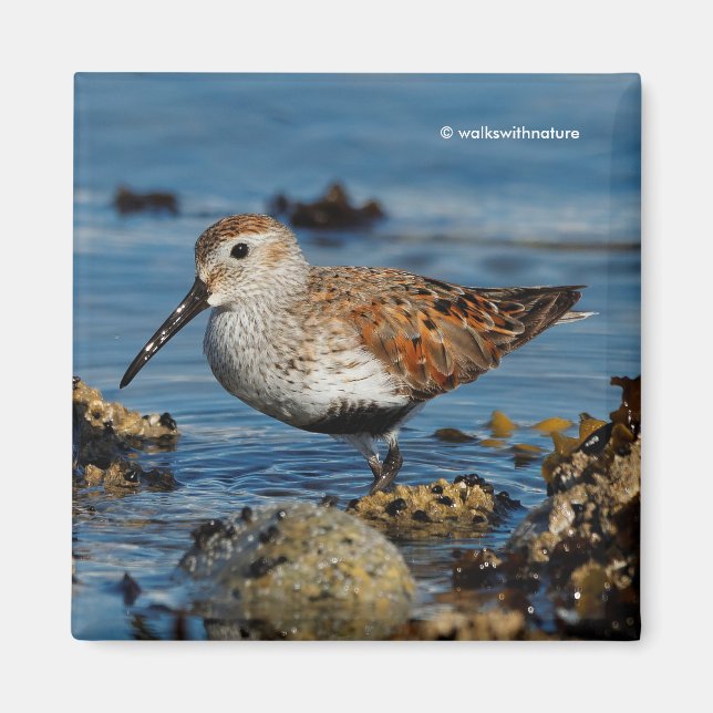 Vacker Dunlin Shorebird vid Beach Magnet (Framsidan)