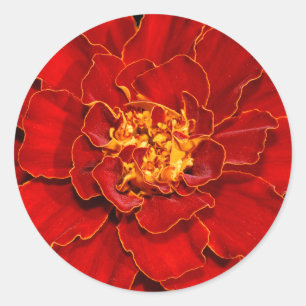 Vacker Durango Red Marigold Runt Klistermärke