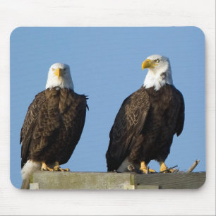 Vacker Eagles Mouse Pad Musmatta