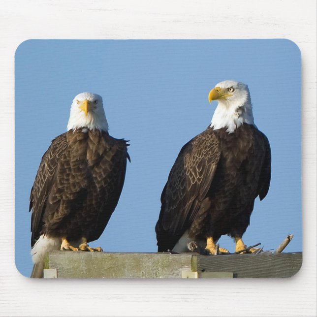 Vacker Eagles Mouse Pad Musmatta (Framsidan)
