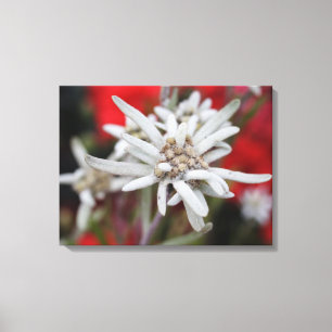 Vacker Edelweiss Leontopodium nivale Canvastryck