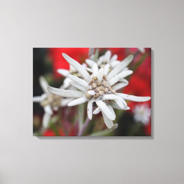 Vacker Edelweiss Leontopodium nivale Canvastryck (Framsida)