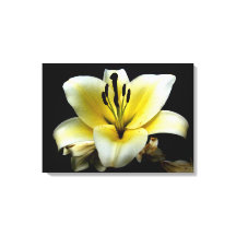 Vacker Elegant Gul på Svart Blomma