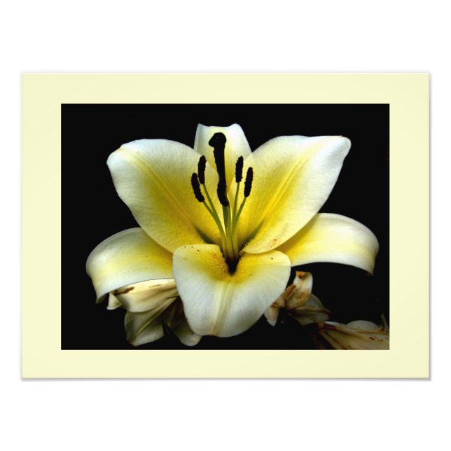 Vacker Elegant Gul på Svart Blomma Fototryck (Framsidan)