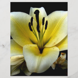 Vacker Elegant Gul på Svart Blomma Reklamblad
