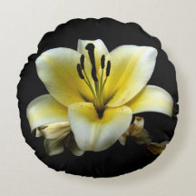 Vacker Elegant Gul på Svart Blomma