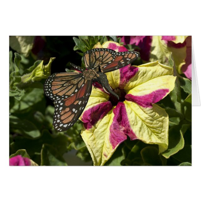 Vacker Elephant Butterfly Hälsningskort (Framsidan Horizontal)
