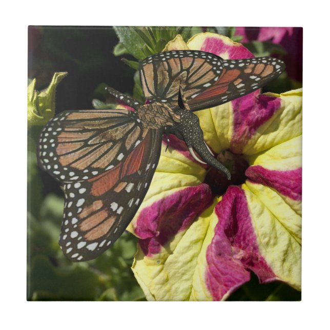 Vacker Elephant Butterfly Kakelplatta (Framsidan)