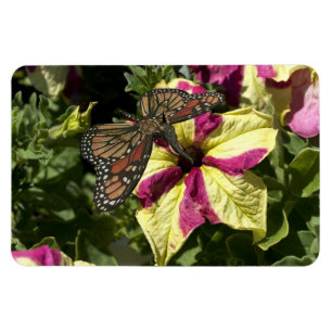 Vacker Elephant Butterfly Magnet