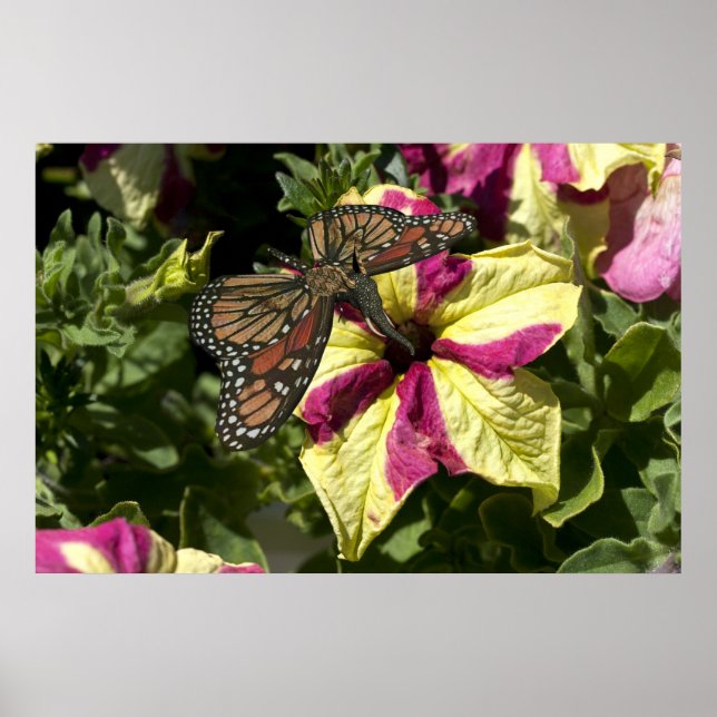 Vacker Elephant Butterfly Poster (Framsidan)
