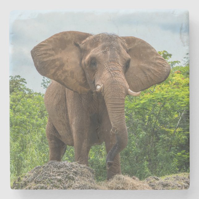 Vacker Elephant spelar i Grass Stenunderlägg (Framsidan)
