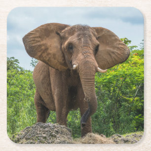 Vacker Elephant spelar i Grass Underlägg Papper Kvadrat