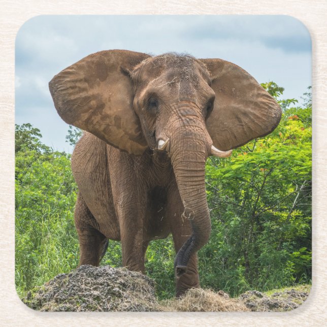 Vacker Elephant spelar i Grass Underlägg Papper Kvadrat (Framsidan)