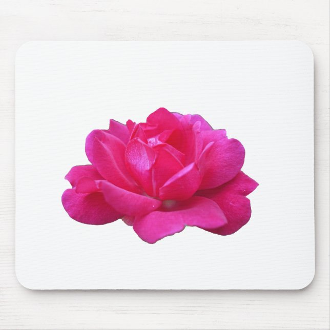 vacker ensam rosa rosblomma musmatta (Framsidan)