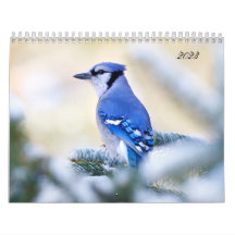 Vacker fågelfotografimur Kalender Sång Bird