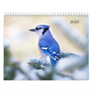 Vacker fågelfotografimur Kalender Sång Bird
