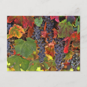 Vacker Fall Vin VIneyard Färgad Postcard Vykort
