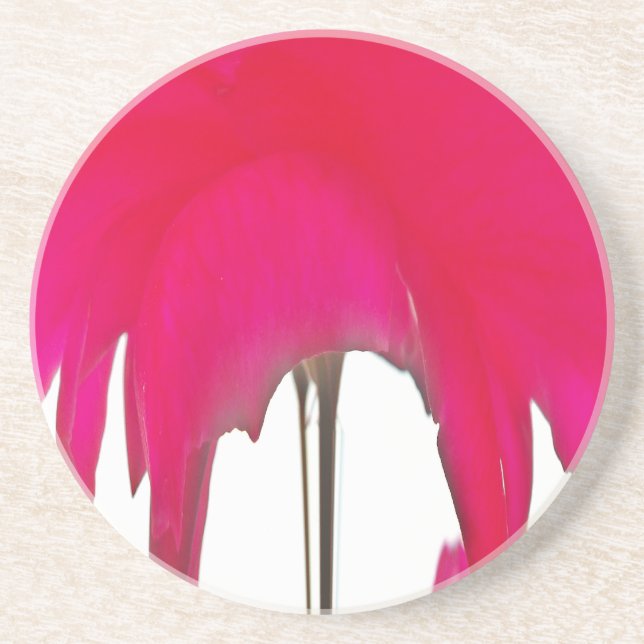 Vacker fantastisk Röd ros under det vita himlar Underlägg (Framsidan)