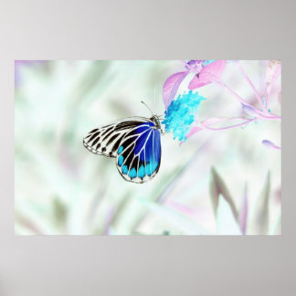 Vacker fjäril på blomman - Negativt foto Poster