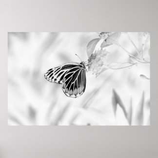 Vacker fjäril på blomman - svart och vitt poster