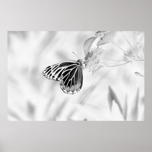 Vacker fjäril på blomman - svart och vitt poster (Framsidan)