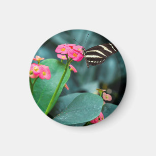 Vacker fjäril på en rosa blomma magnet